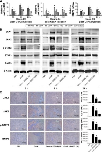 Figure 6 Effects of EGCG on regulation of the JAKs/STAT3/BNIP3 pathway in mice with ConA-induced acute hepatitis.