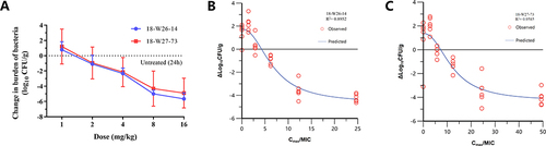 Figure 4 (A) In vivo dose–response curves for LYSC98 against two S. aureus strains over 24 h after a single-dose administration in the neutropenic murine thigh infection model. The efficacy was measured by comparing the bacterial load with the untreated group 24 hours later. The results are presented as mean ± standard deviation. The burden of organisms was measured at the start and end of treatment. The horizontal line at 0 represents no net change from baseline. (B and C) Correlation between fCmax/MIC and efficacy of LYSC98 in dose-escalation experiment. Treatment was initiated at 2 h post infection. LYSC98 was intravenous administered with single-dose range of 1–16 mg/kg. The efficacy of each group was measured by comparing the bacterial load with the untreated group 24 hours later. Each point represents data for each sample. R2 means square of the correlation coefficient.
