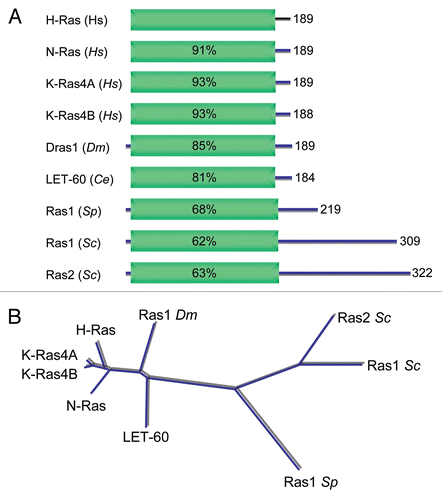 Figure 6 Conservation of Ras proteins in evolution. (A) Domain architecture of Ras proteins and the boundaries of the constant G domains were determined using SMART (http://smart.embl-heidelberg.de/). (B) Clustal/W was then used to align the G domain sequences, and the percent of amino acid identity was determined and used to generate the dendrogram.