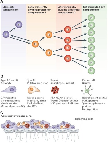 Figure 2 Hierarchical organization of the functional compartments in renewing tissues A) The stem-cell compartment (purple), early transiently dividing progenitor compartment (orange), late transiently dividing progenitor compartment (red) and differentiated-cell compartment (green) are schematically described. Cells in the stem-cell and transiently dividing progenitor compartments could be the target of the onco-transformation that leads to the formation of tumour stem cells B) The neural precursors that make up similar functional compartments in the neurogenetic regions of the adult brain and that might be the source of brain tumour stem cells C) The structure of the subventricular zone, showing how these precursors fit and are organized in the germinal neuroepithelium of the largest neurogenetic region of the adult brain.