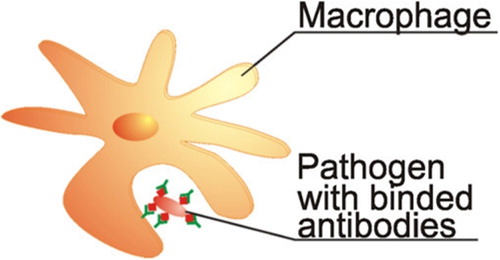 Figure 5 Pathogen absorption by a macrophage.