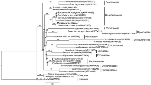 Figure 1. Phylogenetic relationships of Lamiales inferred based on whole chloroplast genome sequences. Number above each node indicates the ML bootstrap support values.