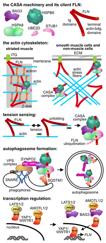 Figure 1. The CASA machinery integrates tension sensing, autophagosome formation and transcription regulation during mechanotransduction in mammalian cells. The machinery is localized at Z-disks in striated muscles and along actin stress fibers in smooth muscle and nonmuscle cells. A critical client of CASA is the actin-crosslinking protein FLN, which becomes unfolded and damaged under tension, leading to recognition and ubiquitination by the CASA complex. During FLN degradation autophagosome formation is triggered by the cooperation between BAG3, SYNPO2 and a VPS protein complex that facilitates the tethering and fusion of phagophores. BAG3 also uses its WW domain to contact LATS1/2 or AMOTL1/2, which are involved in the cytoplasmic sequestration of the transcription regulators YAP1 and WWTR1. BAG3 binding to LATS1/2 and AMOTL1/2 abrogates YAP1-WWTR1 sequestration and induces FLN transcription under tension. It remains to be elucidated whether BAG3 cooperates with HSPA8 and HSPB8 during transcription regulation. Ig, immunoglobulin-like; ECM, extracellular matrix.