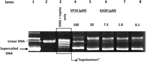 Figure 4 Supercoiled and linear DNA are reactions products, induced by KA39 and VP-16, respectively. The samples were loaded onto the agarose gel as follows: lane 1 represents pHOT1 supercoiled DNA (marker), lane 2 linear pHOT1 DNA (marker), lane 3 relaxed circular DNA (topoisomers), lane 4 VP16-induced linear DNA, and lanes 5–8 KA39-induced supercoiled DNA. All topoisomerase II reaction products are resolved on a non EB gel.