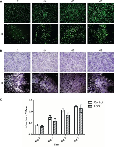 Figure 3 Cell viability staining. (A) Cell viability was evaluated on tissue culture polystyrene (I) and low-oxygen graphene (LOG) (II) by calcein-am staining. Calcein-am exhibits green fluorescence and demonstrates live cells. Fluorescent images show that human mesenchymal stem cells (hMSCs) adhered to and were viable on LOG surfaces similar to tissue culture polystyrene at all -time points. A distinct clustering of cells was, however, observed on LOG surface as early as 2 days post seeding and continued throughout the experiment on day 8. Scale bar =100um. (B) Indirect staining and quantitation (C) further confirmed cell viability and proliferation when hMSCs adhered to tissue culture polystyrene (I) and LOG (II) surfaces using crystal violet staining between days 2–8.