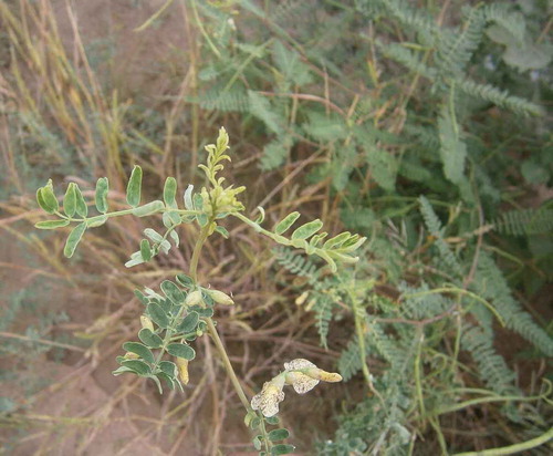 Fig. 1 (Colour online) Leaf curling and yellowing symptoms on a Sesbania bispinosa plant in a cotton field, while asymptomatic S. bispinosa plants can be seen in the background.