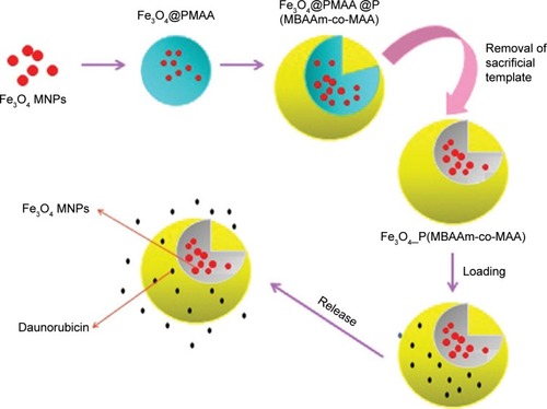 Figure 11 Sacrificial template-directed fabrication of superparamagnetic polymer microcontainers for the pH-activated controlled release of Dau.Note: Data from Chatzipavlidis et al.Citation168Abbreviations: MNPs, magnetic nanoparticles; PMAA, poly(methacrylic acid); P(MBAAm-co-MAA), poly(N,N0-methylenebis(acrylamide)-comathacrylic acid).