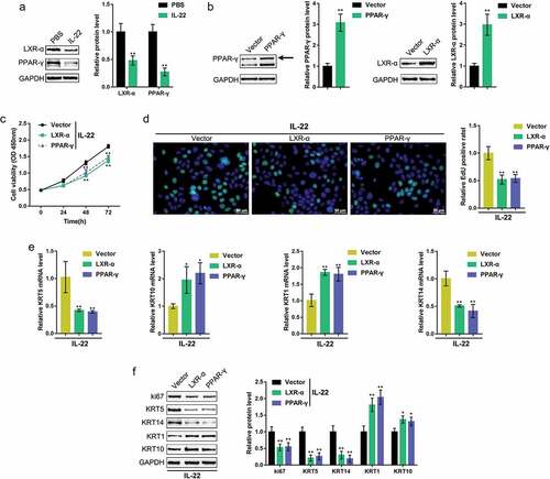 Figure 2. Effects of LXR-α and PPAR-γ on keratinocytes HaCaT cells were treated with IL-22 to generate a psoriasis-like dermatitis model in vitro and examined for (a) the protein levels of LXR-α and PPAR-γ using immunoblotting. (b) an LXR-α or PPAR-γ-overexpressing vector was transfected into HaCaT cells, and the transfection efficiency was verified by western blot (n = 3). Next, HaCaT cells were transfected with the LXR-α or PPAR-γ-overexpressing vector, treated with IL-22, and examined for (c) cell viability using the MTT assay (n = 5); (d) DNA synthesis capacity by the EdU assay (n = 3); (e) the mRNA expression of KRT5, KRT10, KRT1, and KRT14 using real-time PCR (n = 5); and (f) the protein levels of ki67, KRT1, KRT10, KRT5, and KRT14 using immunoblotting (n = 3). *P < 0.05, **P < 0.01.