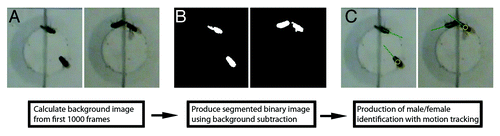 Figure 1. Schematic of video capture and assessment. (A) Representative image from a courtship video used for analysis in this study. Two individual frames are shown. (B) Representative binary image produced by background subtraction and filtering. (C) Representative image for male/female identification and tracking.