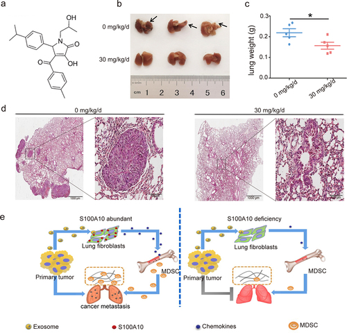 Figure 6. S100A10 inhibitor prevents lung metastasis.