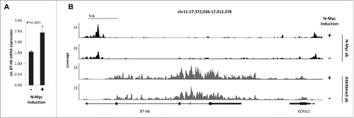 Figure 4. N-Myc overexpression induces B7-H6 mRNA transcription in neuroblastoma cells. Transcriptional activity of B7-H6 upon tetracycline-induced overexpression of N-Myc in the neuroblastoma cell line SH-SY5Y-MYCN (48 h) was monitored by (A) RNA-seq expression analysis and (B) ChIP-seq analysis of the B7-H6 locus. Coverage profiles illustrate occupancy by N-Myc and the transcriptional elongation-associated H3K36me3 mark. Profiles within the neighboring KCNJ11 locus serve as a control. N-Myc profiles were obtained using ChIP with at least 10 million cells, whereas H3K4me3 and H3K36me3 profiles were generated by ChIP with at least 1 million cells. Signals are normalized to input and an average 1x coverage.