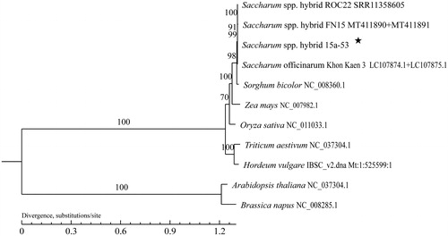 Figure 1. A maximum likelihood phylogenetic tree based on the comparison of mitochondrial genome sequences. GenBank accession numbers are listed after the species name. The numbers at the nodes are bootstrap percent probability values based on 1000 replications. The genome sequence in the present study is labeled with an asterisk.