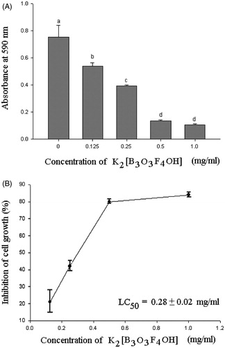 Figure 2. Cytotoxic effect of 0.125, 0.25, 0.5 and 1.0 mg/ml of K2[B3O3F4OH] on melanoma B16F10. (A) Cell survival rate measured by crystal violet assay. Absorbance at 590 nm is proportional to the number of surviving cells. Different small letters above bars indicate statistically significant differences among groups (p < 0.05, LSD post hoc test). (B) Inhibition of cell growth expressed as percentage growth inhibition in reference to control cells.