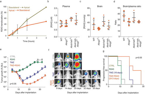 Figure 7. Pharmacological inhibition of CCR8 delays tumour growth after TMZ treatment. (a) R243 transwell translocation assay for the drug transporter P-gp using MDCK cells. Percentage of R243 translocation from basolateral to apical (grey line) and from apical to basolateral (orange line) is plotted on the Y-axis. (b–d) R243 levels were measured in plasma (b) and in brain (c) 1 h after i.v. injection of the drug, and brain-to-plasma ratio was calculated (d). No statistical differences were measured by ANOVA. (e–g) BLI tumour growth analysis of GBM8 mouse xenografts treated with vehicle (grey); R243, 1.0 mg/kg (green); TMZ, 10 mg/kg (blue) or R243 and TMZ combined (orange). Mice were treated with R243 once daily from day 4 to day 8 after tumour injection and TMZ was administered a single time at day 5. The y-axis represents the median BLI normalised to day 8. The p-value was determined by t-test on the area under the curve for TMZ vs TMZ+R243. Representative BLI images are shown in (f) and progression-free survival is calculated in (g). P-value on median progression-free survival was determined by the Log-rank (Mantel-Cox) test.