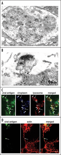 Figure 1 Virus-containing vesicular compartments at later stages of infection by RDV of cells in monolayer (VCM). (A) Transmission electron micrograph of virus-containing multivesicular compartments that contain small vesicles and that resemble morphologically, multivesicular bodies (MVBs). Bar, 300 nm. (B) Virus-containing exosome-like small vesicles (arrows) were detected in the vicinity of the cell membrane. Bar, 300 nm. (C) Confocal immunofluorescence micrographs of VCM inoculated with RDV showing that most of spherical structures labeled by RDV-specific antibodies, which had been identified as virus-containing multivesicular compartments, were co-localized with the late endosomal or lysosomal marker LysoTracker Red. The ring-like staining of viral antigens and spherical structures composed of Pns12, a component of viroplasms, are indicated by arrowheads. Arrows indicate spherical structures that correspond to lysosomes. Bar, 10 µm. (D) Spherical structures were often observed on the surface of actin-based filopodia that had been labeled by rhodamine phalloidin and visualized by confocal fluorescence microscopy. Bar, 10 µm.