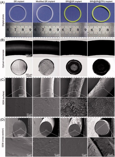 Figure 2. Macroscopic and microscopic morphologies of the SR implants before and after the modifications through NaOH, APTES, and tartaric acid, loaded with brimonidine (BRI) and coated with thermoplastic polyurethanes (TPUs). (A) Digital photos; (B) optical microscopy photos; (C) outside surface photos and (D) cross-sectional photos of the SR implants, modified SR implants, BRI@SR implants, and BRI@SR@TPU implants observed by SEM.
