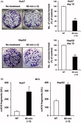 Figure 3. mEHT inhibits long-term colony formation and induces apoptosis in HCC cells. (A) Observation of colony formation using a clonogenic assay 12 days after the third mEHT treatment. Data represent three independent experiments. NT, no treatment; **P < 0.01 by t-test with equal variance. (B) Detection of caspase-cleaved keratin 18 (ccK18) fragments by M30 Apoptosense ELISA 48 h after the third mEHT. Data represent three independent experiments. *P < 0.05 by Wilcoxon rank sum test.