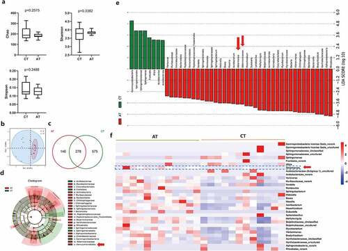 Figure 8. Influences of gavaged Akkermansia muciniphila on intratumoral microbiome in lung cancer mice model. a Alpha diversity box plot (Chao, Shannon and Simpson index) in the control and Akk gavaged mice. (CT vs AT group). b Principal coordinate analysis (PCoA) using weighted-UniFrad of beta diversity. c The Venn diagram illustrates the overlapped OTUs between the control and Akk gavaged mice. (d-e) Tumor microbiome communities are significantly different between the control and Akk gavaged mice. Taxonomic Cladogram from LEfSe, depicting taxonomic association between microbiome communities from the control and Akk gavaged mice. Each node represents a specific taxonomic type. Red nodes denote the taxonomic types with more abundance in the Akk gavaged mice than the control mice, while the green nodes represent the taxonomic types more abundant in the control. LDA score computed features differentially abundant between the control and Akk gavaged mice. The criteria for feature selection is Log LDA Score > 2. f Heatmap of selected most differentially abundant features at the genus level between tumoral microbiome communities from the control (CT) and Akk gavaged mice (AT). The taxa enriched in the lung cancer tissue are highlighted here (Akk). The blue color represents less abundant, red represents the most abundant. Data are shown as mean ± SEM and were analyzed by t test. *P < .05; **P < .01.