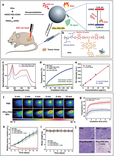 Figure 9. Enhanced photothermal conversion based on combination of light-harvesting agent, PPor. (a) Schematic of PPor–PEG NP preparation and photothermal mechanism. (b) Chemical structure of PPor. (c) Absorbed spectrum of free-PPor solution and Ppor–PEG CPN. (d) Photothermal effect of Ppor–PEG CPN under 635–nm laser irradiation (1.4 W cm−2). (e) Linear correlation of PA signal to concentration of PPor–PEG CPN. (f) in vivo infrared thermal images. (g) Temperature increase in tumors of A549 tumor-bearing mice injected with PPor–PEG CPN under treatment condition. (h) Relative tumor volumes. (i) Body weight and (j) H&E staining images of tumor slices of treated mice showing promising results in biosafety evaluation. Reprinted with permission from [Citation133].