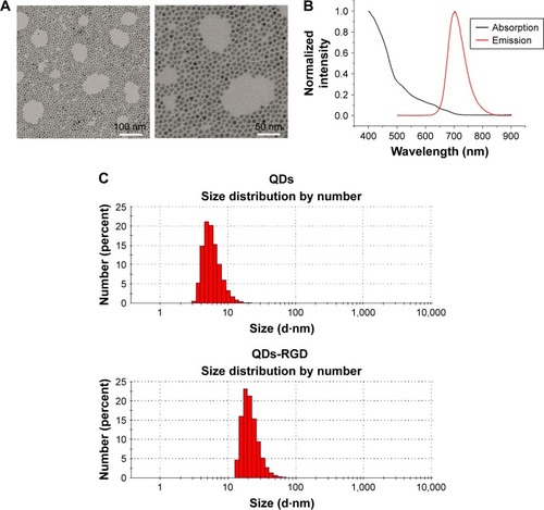 Figure 1 Characteristics of nanomaterials.Notes: (A) TEM images of QDs-RGD, scale bar: left, 100 nm; right, 50 nm; (B) UV–PL spectra of QDs-RGD. (C) DLS measurements of QDs and QDs-RGD. QD particles possess diameters in the range of 10.77±7.26 nm. QDs-RGD particles possess diameters in the range of 26.36±12.59 nm. The QDs-RGD had a luminescence emission peak at 702 nm.Abbreviations: DLS, dynamic light scattering; PL, photoluminescence; QDs, quantum dots; QDs-RGD, QDs conjugated with arginine–glycine–aspartic acid peptide sequence; RGD, arginine–glycine–aspartic acid; TEM, transmission electron microscopy; UV, ultraviolet.