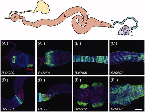 Figure 6. GAL4 drivers expressed in miscellaneous cell types of the gastrointestinal tract. Cartoon schematic of the gastrointestinal tract (top): Proventriculus – A; midgut – B, C; midgut–hindgut junction – D; rectum – E. (A'–E'') Confocal immunofluorescent images of various structures corresponding to the abovementioned gastrointestinal regions. Denoted GAL4 drivers crossed to UAS-mCD8GFP are stained with DAPI and anti-GFP and anti-Prospero antibodies. Scale bar: 100 μm (A'–E'').