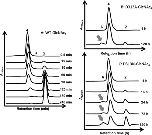 Fig. 4. HPLC profiles showing the reaction of the wild type (A) and the mutants D313A (B) and D313N (C) VhChiA.Notes: A reaction mixture containing 6.8 mM GlcNAc4 and the enzyme (5 μM wild type, 16 μM D313A, or 8 μM D313N) in 20 mM phosphate buffer, pH 7.0, was incubated at various times at 40 °C. The reaction products were analyzed by gel-filtration HPLC. The TG product GlcNAc6 is designated by arrow.