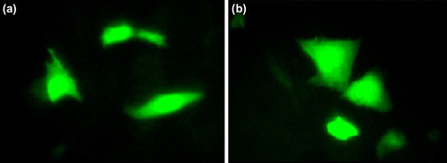 Figure 6. EGFP expression in CHO cell lines transfected by (a) Nanoparticles and (b) Lipofectamine. Cells were analyzed 48 h after transfection, and green fluorescence could be seen in cells treated with CS/pEGFP and lipofectamine.