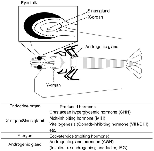 Fig. 1. Schematic figure of endocrine organs in the kuruma prawn Marsupenaeus japonicus.