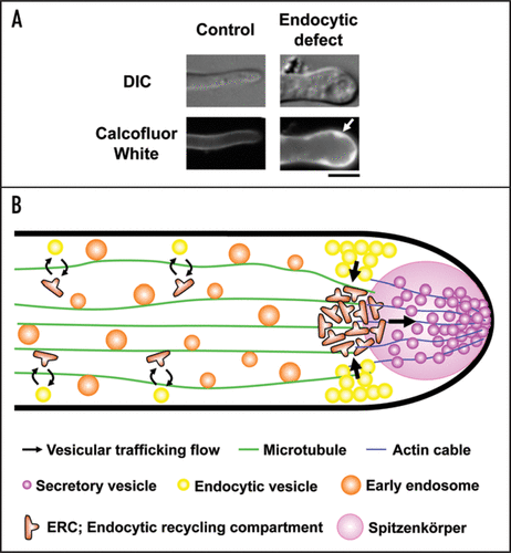 Figure 1 A model of endocytic recycling at the tip region in A. oryzae. (A) In endocytosis-deficient hyphae, large invaginated structures are stained with Calcofluor White, which binds to chitin, one of major cell wall components in filamentous fungi (arrow). Bar, 5 µm. (B) In this figure, motor proteins, such as kinesins and dynein, which drive early endosomes moving on microtubules bidirectionally, are omitted. Components, which should be re-transported to the tip region, are internalized from the subapical tip region of plasma membrane where endocytosis actively occurs, to ERC, and secretory vesicles are subsequently transported to Spitzenkörper. Although there is no evidence, ERC possibly exists not only in the apical region but also, to some extent, in the subapical and basal region (the latter two strategies are technically represented by the opposite of the highlighted arrows shown above).
