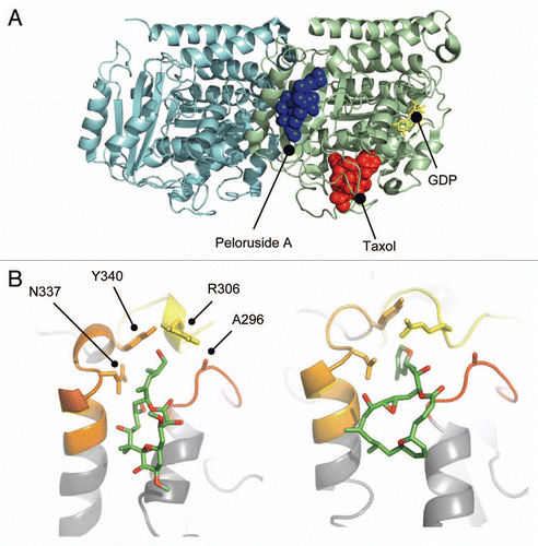 Figure 5 Peloruside A binding site in β-tubulin. (A) Global view of the exterior macrolide binding site on β-tubulin relative to the taxoid binding site on β-tubulin. Protein structure represented as a cartoon model using PBD entry 1JFF, where α-tubulin is colored cyan and β-tubulin pale green. Peloruside A is shown in blue spheres and taxol in red spheres. Exchangeable nucleotide (GDP) is shown as yellow sticks. (B) Closeup view of the binding site showing the position of the Pelr mutations. Binding models showing details of the binding modes for peloruside A (left), based on a reanalysis of docking results and laulimalide (right), adapted from Bennett 2010. Protein structure is rendered in cartoon, highlighting only the binding domain on β-tubulin, and based on PBD file 1JFF as the starting model. Colored secondary structure (orange, yellow, red) represent peptides marking the macrolide binding site by mass shift analysis, from the original determinations of the site (Huzil 2008, Bennett 2010). Ligand structures show only carbon atoms (green) and oxygen atoms (red). Note that both structures orient their long side chains into the cleft defined by in part by A296, R306, N337 and Y340.