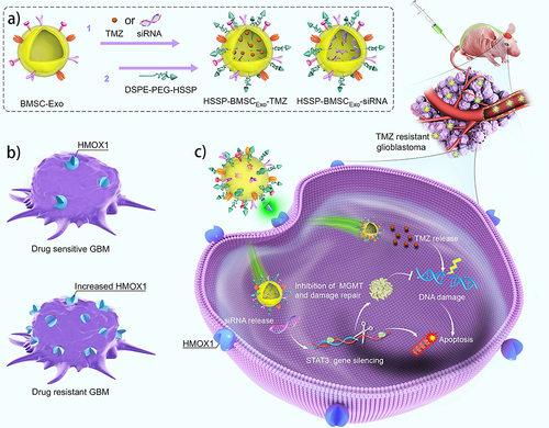 Figure 6 Specifically targeted Exos for glioma delivery. (a) Description of Exo surface modifications. (b) GBM surface targeting markers. (c) Exos are capable of penetrating the BBB.