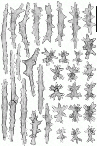 Figure 3.  Anthomastus grandiflorus syntype (USNM 30181). Sclerites of capitulum. Scale 0.1 mm.