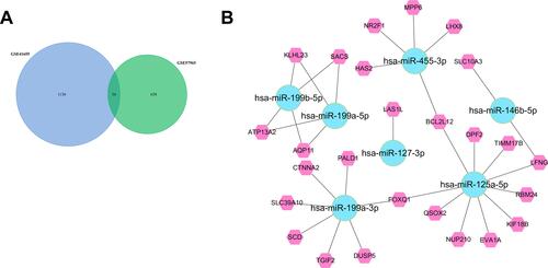 Figure 4 Identified target mRNAs and microRNA-mRNA regulatory network. (A) Venn Diagram of GSE41655 and GSE57965. (B) microRNA-mRNA regulatory network.