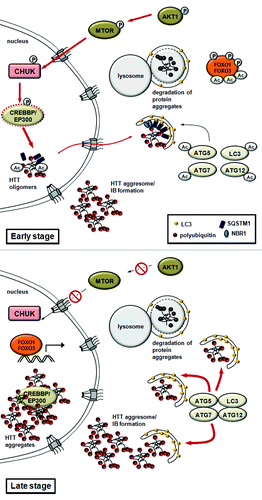 Figure 5. A model for quality control autophagy and nonselective autophagy in Huntington disease. The model proposes that EP300-CREBBP regulates the switch between QC autophagy and autophagic cell death in neuronal cells. In early stages, QC autophagy mediates the remobilization and degradation of HTT-containing protein aggregates. The activity of EP300-CREBBP is enhanced by CHUK. Acetylation by CREBBP facilitates the export of mutant intranuclear HTT proteins and promotes autophagy-mediated clearance (aggrephagy). This clearance is likely promoted by interaction with SQSTM1. In advanced stages of Huntington disease (late stage), the mutant HTT protein-containing inclusion bodies accumulate in the nucleus. This results in EP300-CREBBP sequestration and inhibition, and ultimately leads to intensified autophagy or autophagic cell death.