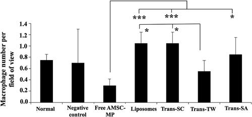 Figure 10. The histopathological evaluation of macrophage cell numbers on the dorsal skin of subjects’ tissue slides without UV light induction (normal skin group) and the UV light induction group (UV-aging skin negative control) following administration of free AMSC-MP, transfersome containing stearylamine (Trans-SA), transfersome containing sodium cholate (Trans-SC), and transfersome containing Tween 80 (Trans-TW)-loading AMSC-MP to a 2.54 cm2 area of skin on the back of each subject for twenty-four hours. *p < .05; ***p < .005.