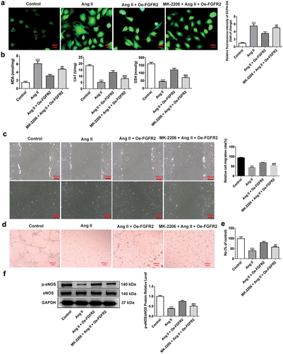 Figure 8. Akt inhibitor MK-2206 reversed the protective effect of FGFR2 overexpression on oxidative stress and endothelial dysfunction of Ang II-induced HUVECs. (A) the ROS level in Oe-FGFR2 transfected HUVECs treated by MK-2206 and Ang II was observed by DCFH-DA assay. Magnification, x400. (B) the oxidative stress levels in Oe-FGFR2 transfected HUVECs treated by MK-2206 and Ang II were detected by CAT assay kit, GSH-Px assay kit and MDA assay kit. (C) the migration of Oe-FGFR2 transfected HUVECs treated by MK-2206 and Ang II was analyzed by wound healing assay. Magnification, x100. (D) the tube formation ability of Oe-FGFR2 transfected HUVECs treated by MK-2206 and Ang II was analyzed by tube formation assay. Magnification, x400. (E) the NO level in Oe-FGFR2 transfected HUVECs treated by MK-2206 and Ang II was detected by NO assay kit. (F) the expression of p-Enos and eNOS in Oe-FGFR2 transfected HUVECs treated by MK-2206 and Ang II was detected by western blot. Data from three independent replicates were presented as mean ± SD. ***P<.001 vs. Control group. ##P<.01 and ###P<.001 vs. Ang II + Oe-FGFR2 group.