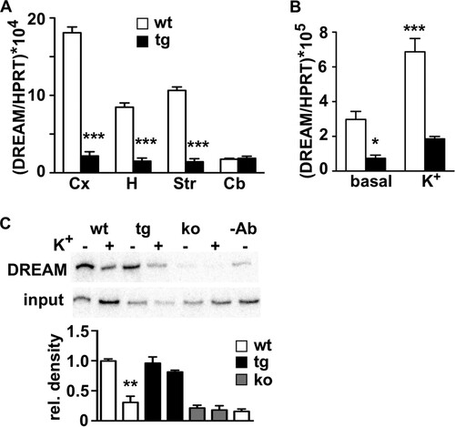 FIG 9 DREAM directly regulates its own activity-dependent expression. (A) Real-time qPCR analysis of endogenous DREAM mRNA in different telencephalic areas from wild-type (wt) and transgenic (tg) mice. Values are normalized with respect to HPRT mRNA content. Results are the means ± SEM of 8 to 12 mice. ***, P < 0.001 (unpaired t test). Cx, cerebral cortex; H, hippocampus; St, striatum; Cb, cerebellum. (B) Real-time qPCR analysis of endogenous DREAM mRNA in primary corticohippocampal cultures from wild-type and transgenic embryos under basal conditions and after potassium depolarization. Values are normalized with respect to HPRT mRNA content. Results are the means ± SEM from three separate cultures in triplicates. *, P < 0.05, and ***, P < 0.0001 (one-way ANOVA, Tukey's multiple comparison). (C) Chromatin immunoprecipitation assay of the mouse DREAM promoter using a DREAM-specific antibody and chromatin isolated from primary cultured neurons from wild-type (wt) and transgenic (tg) embryos before and after potassium depolarization. Cultured neurons from DREAM knockout (ko) embryos or exclusion of the antibody (-Ab) in the immunoprecipitation of wild-type chromatin were included as negative controls. Autoradiogram of the semiquantitative PCR is shown. Densitometric quantification results shown at the bottom are the means ± SEM from four experiments. **, P = 0.0031 versus wt nonstimulated (n = 3, two-tailed, unpaired t test).