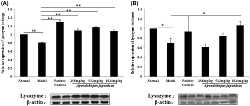 Fig. 2. Relative expression of lysozyme in respiratory and intestine.Notes: Lysozyme expression was analyzed by western blotting and β-actin was the loading control. Each value represents the mean ± SEM of eight mice in each group. #Significantly different from normal group, p < 0.05. ##Significantly different from normal group, p < 0.01. *Significantly different from model group, p < 0.05. **Significantly different from model group, p < 0.01.