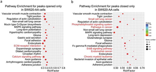 Figure 7. Pathway Enrichment for detected peaks (a) Pathway enrichment for the peaks opened only in SW620-AA cells. (b) Pathway enrichment for peaks opened only in SW620-NA cells