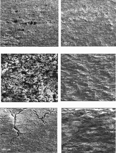 Figure 11. SEM micrographs of 1018 carbon steel immersed in 0.5 M H2SO4 containing 0 g/L (a, c and e) and 1.0 g/L (b, d and f) of P. boldus at 25°C (a and b), 40°C (c and d) and 60°C (e and f).