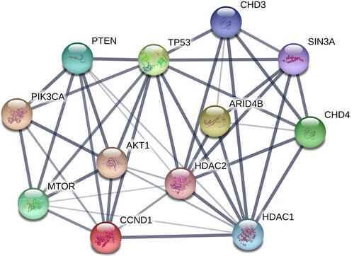 Figure 6 ARID4B protein-protein interaction (PPI) network. The PPI network was generated using the STRING database.