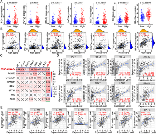 Figure 7 Correlation analyses between the risk scores, GRGs, and the immune checkpoint genes in HCC. (A) Differential expressions of immune checkpoint genes in high- and low-risk groups of HCC. (B) Correlation analyses between risk scores and the multiple immune checkpoint gene expressions in HCC. (C) Correlation analyses between the expressions of GRGs and immune checkpoint genes in HCC. (D) Correlation dot plots of ST6GALNAC4 with multiple immune checkpoint genes in HCC from the TIMER database. (E) Correlation dot plots of B7-H3 with GRGs from the TIMER database.