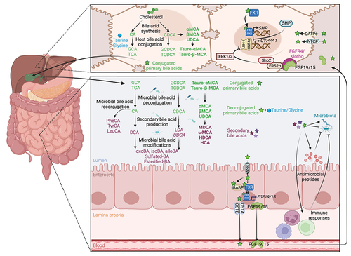 Figure 1. Enterohepatic circulation and bacterial metabolism of bile acids. Primary bile acids, CA and CDCA, are synthesized in the liver from cholesterol.Citation19 In rodents, CDCA is converted to α-MCA, β- MCA Citation26 and UDCA,Citation27 the latter being considered a secondary bile acid in humans.Citation28,Citation29 Mouse-specific bile acids are represented in bold, and human-specific bile acids are represented in italics. Bile acids are conjugated with glycine or taurine (mainly taurine in rodents) before being mixed to the bile, stored in the gallbladder, and secreted to the gut.Citation19 In the gut, the microbiota deconjugates primary bile acids to release taurine and glycine.Citation30 Conjugated and deconjugated bile acids can be further dehydroxylated,Citation26 oxidated/epimerized,Citation31 esterified,Citation32 sulfated Citation33 and reconjugated Citation34 by the microbiota to produce secondary bile acids. Conversely, bile acids shape the gut microbiota composition, both directly via their detergent properties and the ability of the microbiota to metabolize bile acids, and indirectly by modulating hosts antimicrobial peptides production and immune responses.Citation2,Citation20 Primary bile acids are absorbed by the enterocytes via the ASBT transporter,Citation32 transported through the cells by IBABP, and secreted into the blood by the heterodimer OSTα/β.Citation35 Bile acids are transported into hepatocytes by NTCP and OATPs, where they activate FXR, which dimerizes with RXR to induce the transcription of SHP to inhibit CYP7A1 transcription.Citation36 In the gut, bile acids activate FXR/RXR heterodimer to induce the transcription of FGF19/15 that is secreted into the blood to reach the liver. In the liver, FGF15/19 binds to FGFR4/β-Klotho to inhibit CYP7A1 expression via FRS2α, Shp2 and ERK1/2, thus limiting de novo bile acid synthesis.Citation36 Abbreviations: ASBT, apical bile salt transporter; CYP7A1, cholesterol 7α-hydroxylase; ERK1/2, extracellular signal-regulated kinases 1/2; FGF19/15, fibroblast growth factor 19/15; FGFR4/β-Klotho, FGF receptor 4/beta-Klotho; FRS2α, fibroblast growth factor receptor substrate 2α; FXR, farnesoid X receptor; HNF4α, hepatocyte nuclear factor 4α; IBABP, ileal bile acid-binding protein; LRH-1, liver receptor homolog-1; NTCP, sodium taurocholate co-transporting polypeptide; OATPs, organic anion-transporting polypeptides; OSTα/β, organic solute transporter alpha/beta; RXR, retinoid X receptor; SHP, small heterodimer partner; Shp2, Src homology-2 domain-containing protein tyrosine phosphatase-2. Created with BioRender.com.
