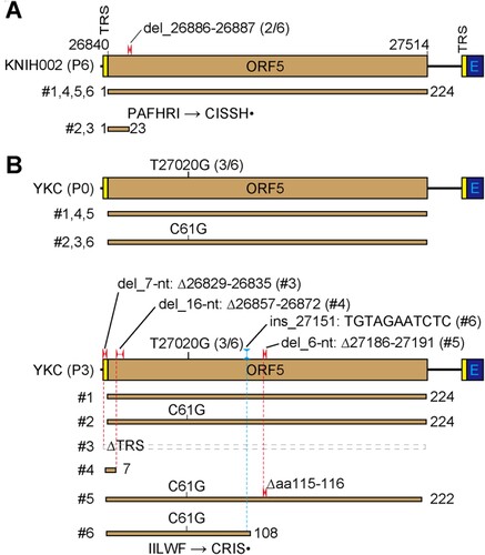 Figure 5. Genetic instability of the ORF5 of MERS-CoV. (A) Various ORF5 deletion variants in KNIH002 (P6). (B) Identification and localization of mutations emerged following three consecutive passages (P3) of the YKC P0 rescued from the infectious cDNA clone of the KNIH002 strain. A total of 6 clones were analysed for the detection of variants. del, deletion; ins, insertion.