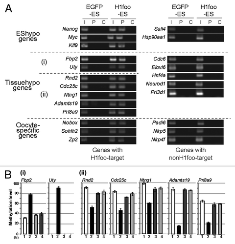 Figure 4. H1foo is localized at specific genomic loci. (A) ChIP assay of H1foo-EGFP. H1foo- and EGFP-ES cells were subjected to the ChIP assay using an antibody against GFP (P lanes). The rabbit IgG antibody was used as a negative control for the IP (C lanes) Left side of the panels indicates the type of T-DMRs. Tissuehypo genes were classified into two, indicated by (i) and (ii) according to the DNA methylation changes of T-DMRs in H1foo-ES cells. Aliquots of chromatin fragments were subjected to PCR without IP (I lanes). (B) DNA methylation status of Tissuehypo genes in EGFP-, H1foo-, H1e- and H1f0-ES cells. Bars indicate the mean values with error bars (S.E.) in triplicates of cell culture. Numbers indicate EGFP-ES,Citation1 H1foo-ES,Citation2 H1e-ESCitation3 and H1f0-ES.Citation4