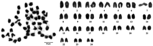 Figure 1. Metaphase chromosome plate (left) and karyotype (right) of Epinephelus bleekeri, with 48 telocentric chromosomes.