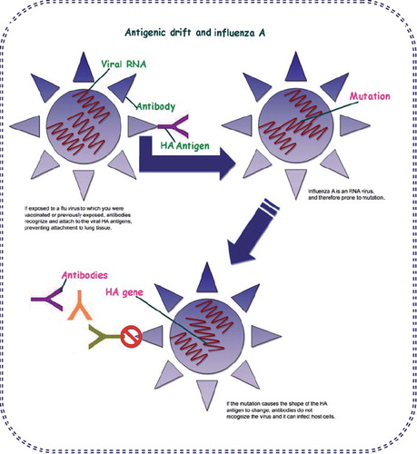 Figure 3. Antigenic drift of influenza A virus analyzed using monoclonal antibodies.
