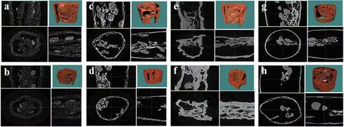 Figure 2. Effect of different drying methods and pretreatments on µCT scanning graphic images of Lycium barbarum. a: FD (DW), b: FD (SC), c: FD-DIC (DW), d: FD-DIC (SC), e: HAD (DW), f: HAD (SC), g: HAD-DIC (DW), h: HAD-DIC (SC). DW, distilled water; SC, sodium carbonate; FD, freeze drying; FD-DIC, freeze drying combined with instant controlled pressure drop drying; HAD, hot air drying; HAD-DIC, hot air drying combined with instant controlled pressure drop drying.