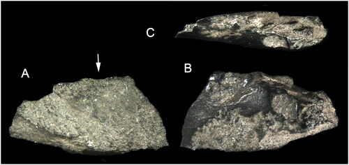 Figure 11. 600–700-year-old use-flake from a ground-edge axe (Square A, XU10a, #309). (A) Ventral surface. (B) Dorsal surface. (C) Platform. Arrow indicate impact ridge. Flake maximum dimension is 11 mm (photographs by Richard Fullagar).