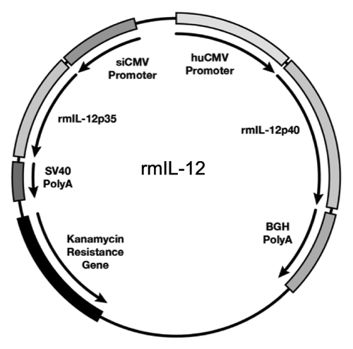 Figure 1. Rhesus macaque IL-12 expression vector. Map of the dual promoter plasmid (AG157) encoding the rmIL-12p70 cytokine. The rmIL-12p40 and rmIL-12 p35 genes are under the control of the human CMV and the simian CMV promoter, respectively. The polyadenylation signal from bovine growth hormone (BGH) and the simian virus 40 (SV40) are used for the p40 and the p35 subunit, respectively. The plasmid contains kanamycin resistance gene for selection in bacteria. The plasmid backbone is optimized for efficient growth in bacteria.